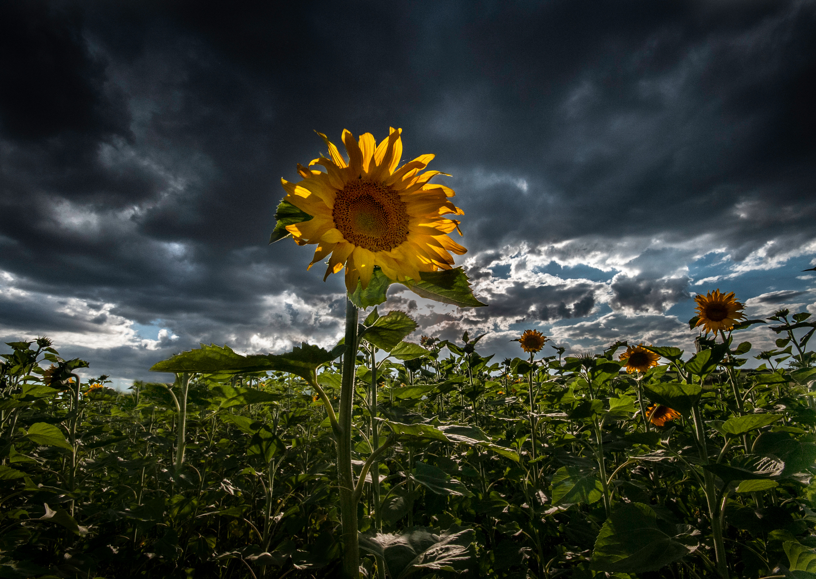 Sunflower at sunrise
