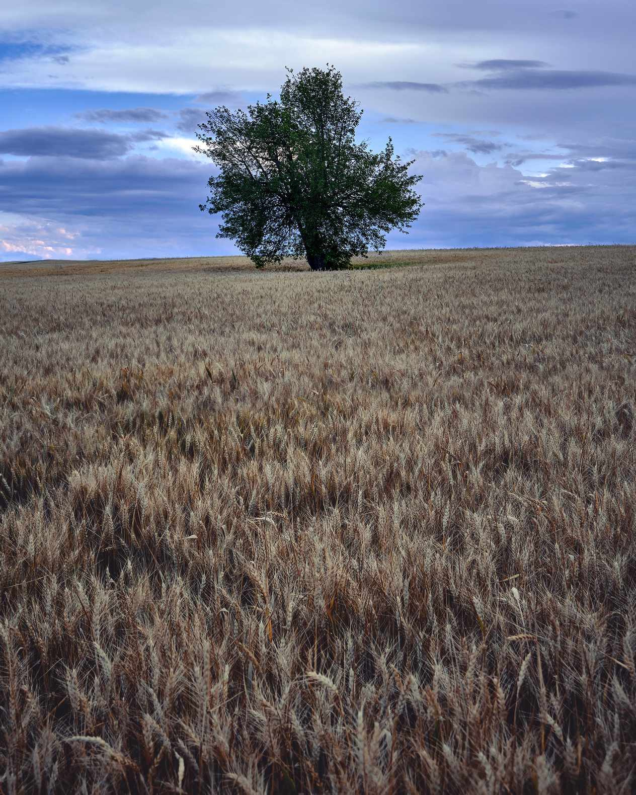 Wheat field